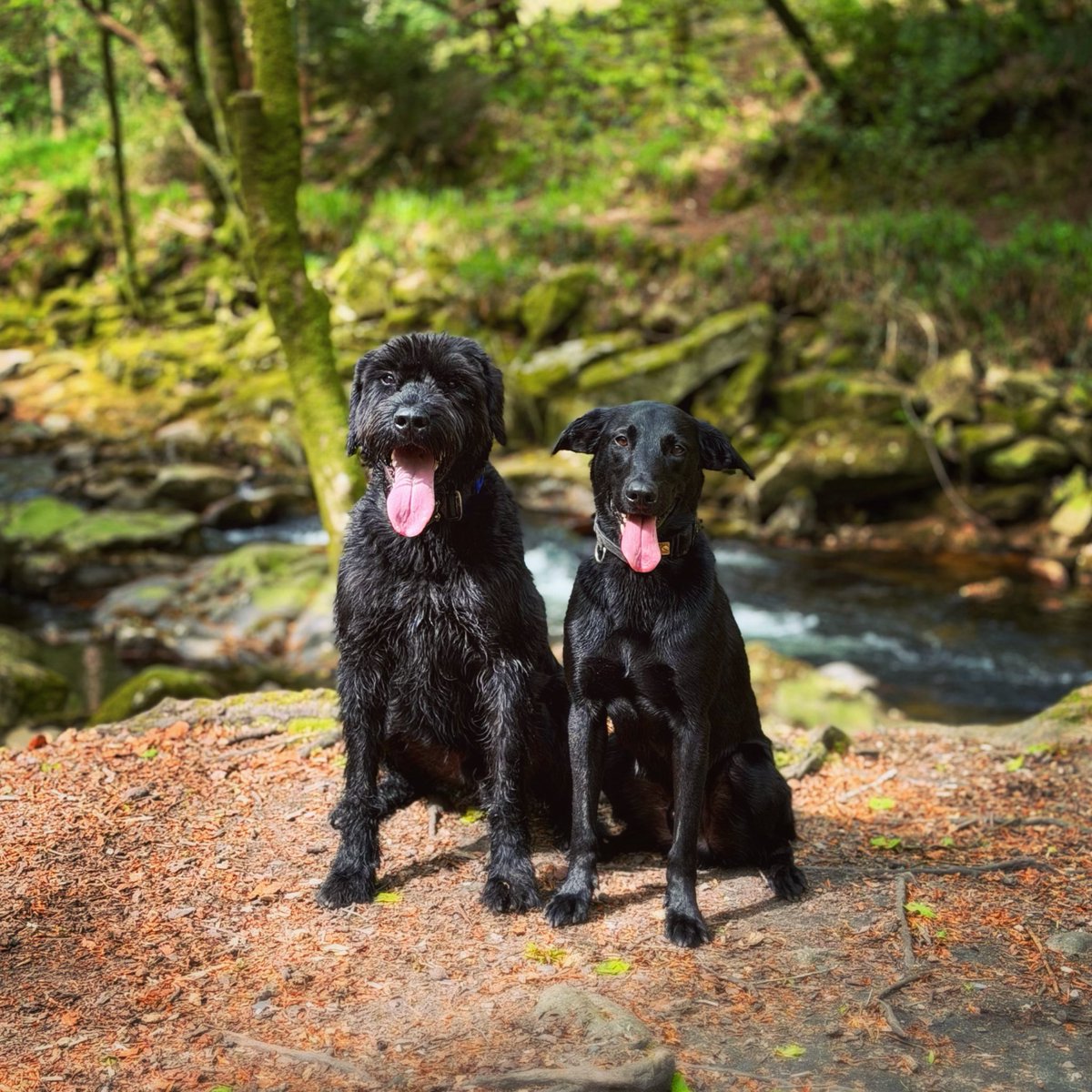 Giant Schnauzer Albert tweet media