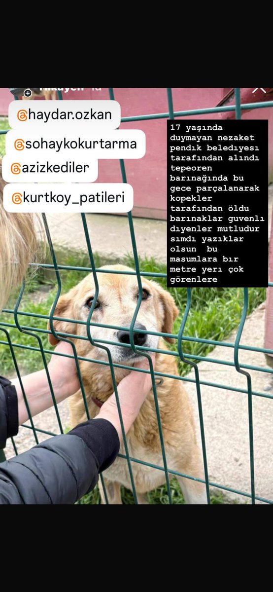 Hayvan Hakları Platformu Türkiye tweet media