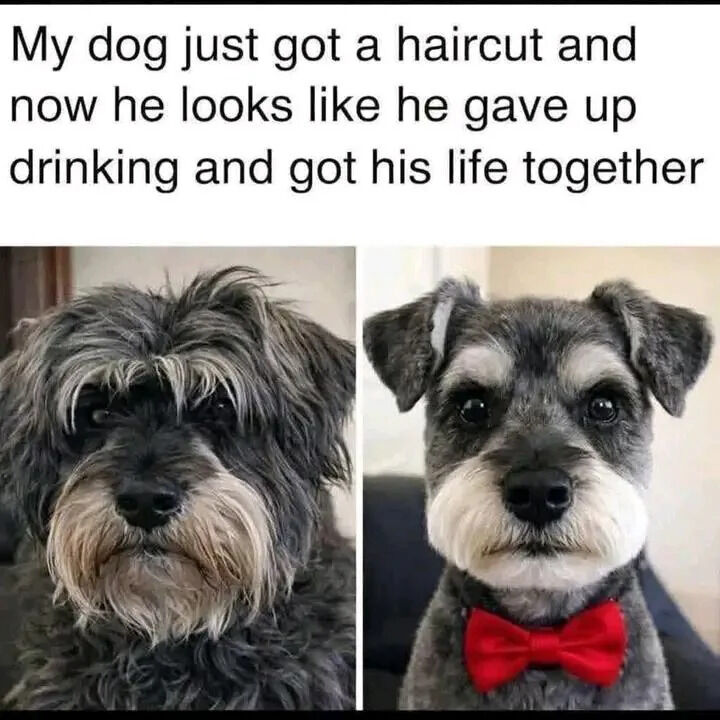 WholesomeMemes tweet media