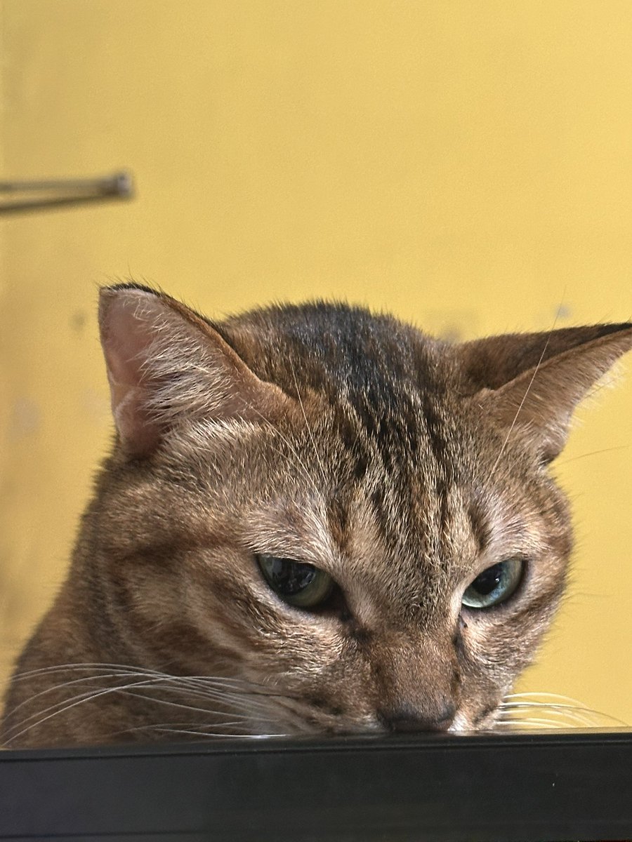 VaporJustin's tweet photo. 1/2
everyone is panicking about ai taking our jobs, but honestly? my biggest threat is still my three cats. ona, oni, and oppo just scammed me into feeding them an hour early again. agi has nothing on feline mind control.
#catlife #ai #startuplife @sama https://t.co/GhGeVaRiUe