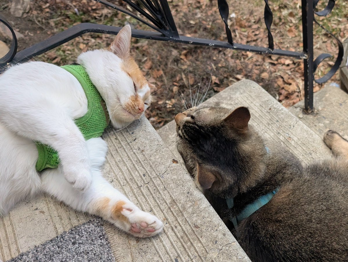 I sits on step
So Figgy sit
I lies on step
So Figgy lie

I rolls on step
So Figgy roll
I looks at Fig
So Figgy falls

#CheddarPoetry #SillyFiggy #FiggyCopysMe #WeBeCuteOnStepTogeber #MamaGoedAww