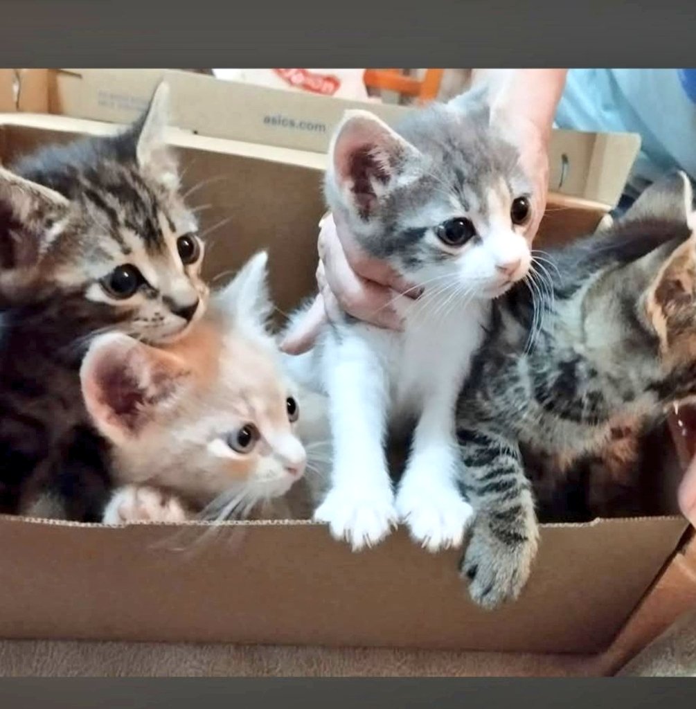 Cachorretes
#Sevilla 

x.com/i/status/20469…