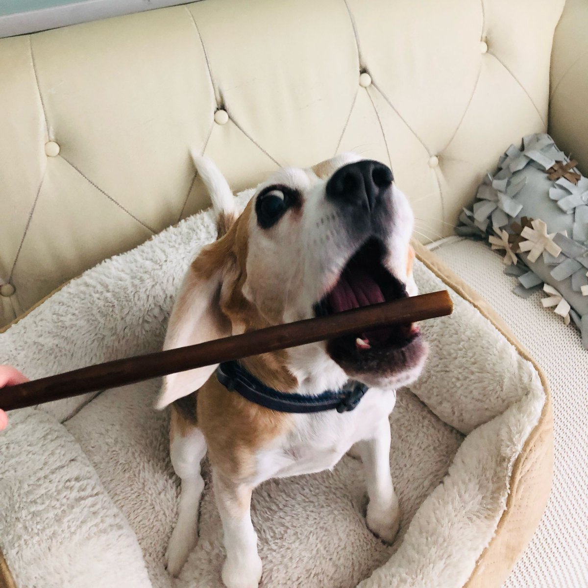 Beagle Facts tweet media