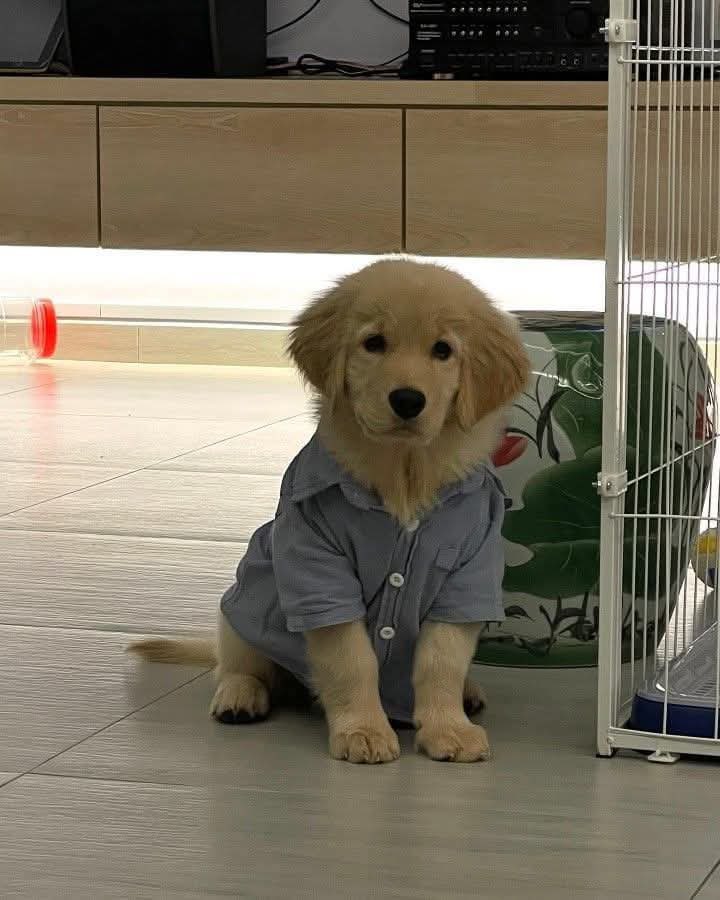 c.cat /ᙏ̤̫͚ tweet media