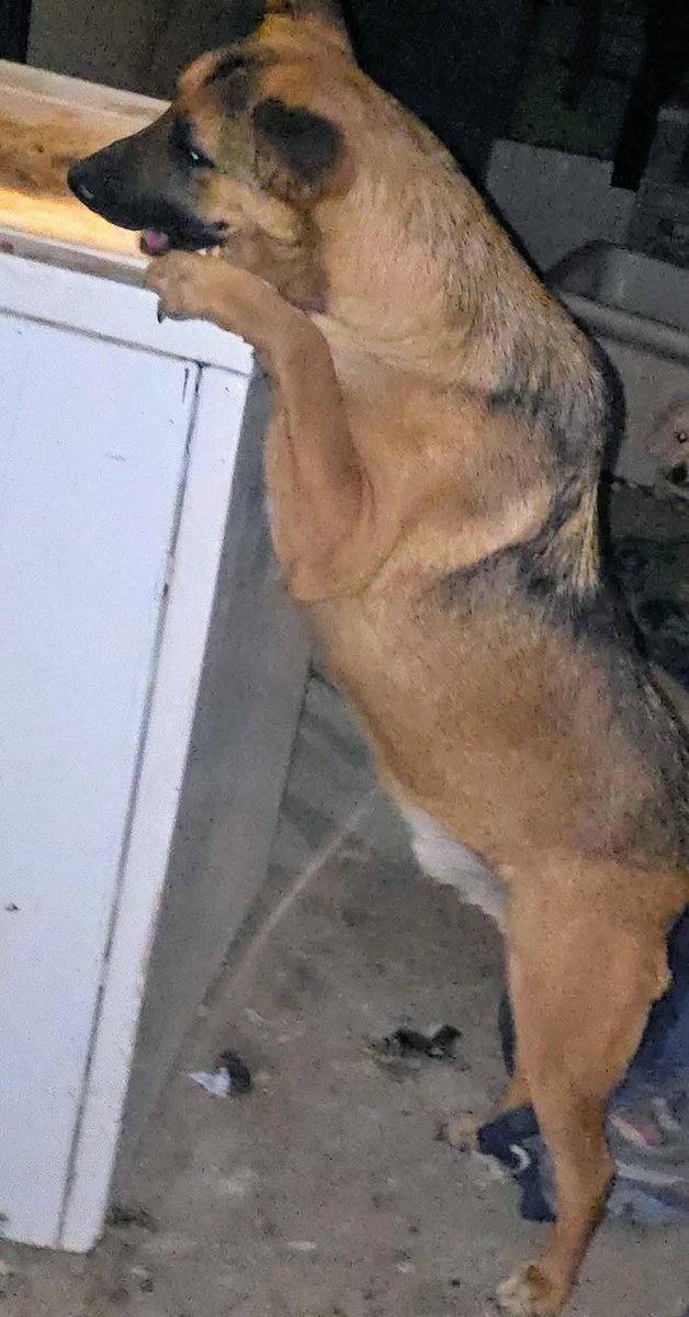 IsmaelV47142052's tweet image. #adopta
#AdoptaNoCompres
#adoptable
#AdoptDontShop