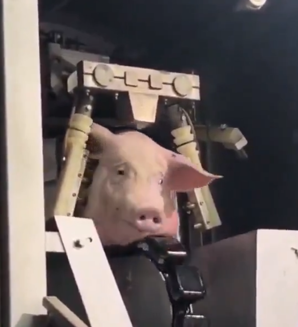 Isabella tweet media