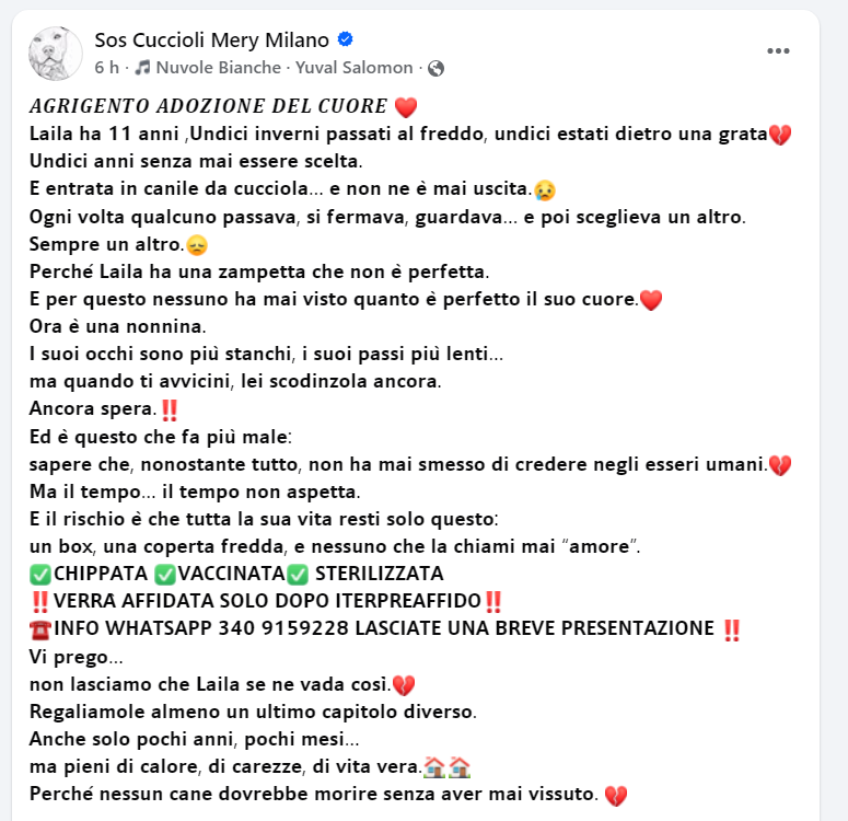 zampa_qua's tweet photo. STRAURGENTE🆘🆘🆘🆘☎𝟯𝟰𝟬𝟵𝟭𝟱𝟵𝟮𝟮𝟴🐕 Insegnami a sognare,non so più come si fa https://t.co/aqE0ora5o5
LAILA 11 anni, tutti in canile, i suoi occhi ,entrata CUCCIOLA 😭l'intento e salvare la sua vita,ha bisogno  di una famiglia. ADOTTATELA #4voiceless https://t.co/lyBmyqhMGl