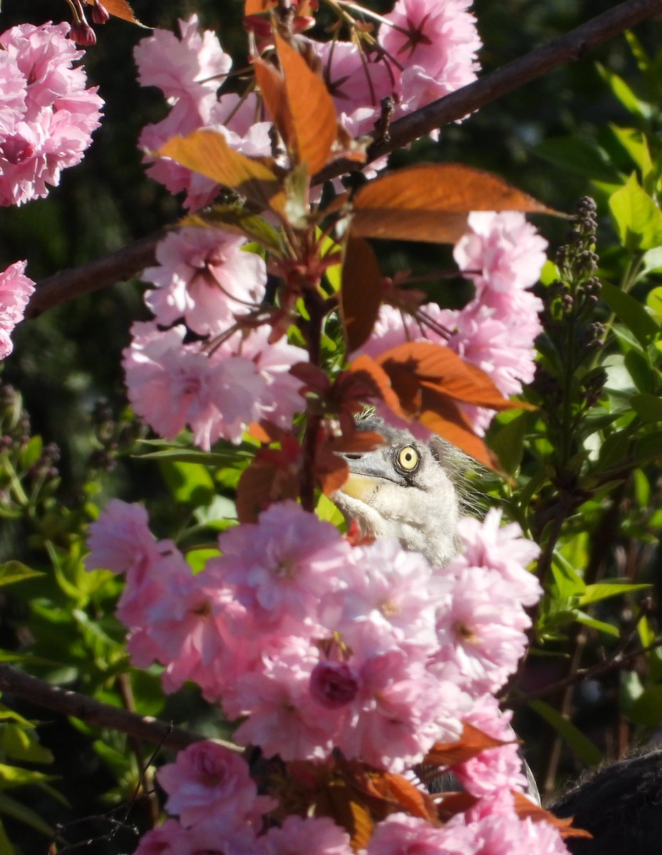 You ain't seen me, right. #WaderWednesday