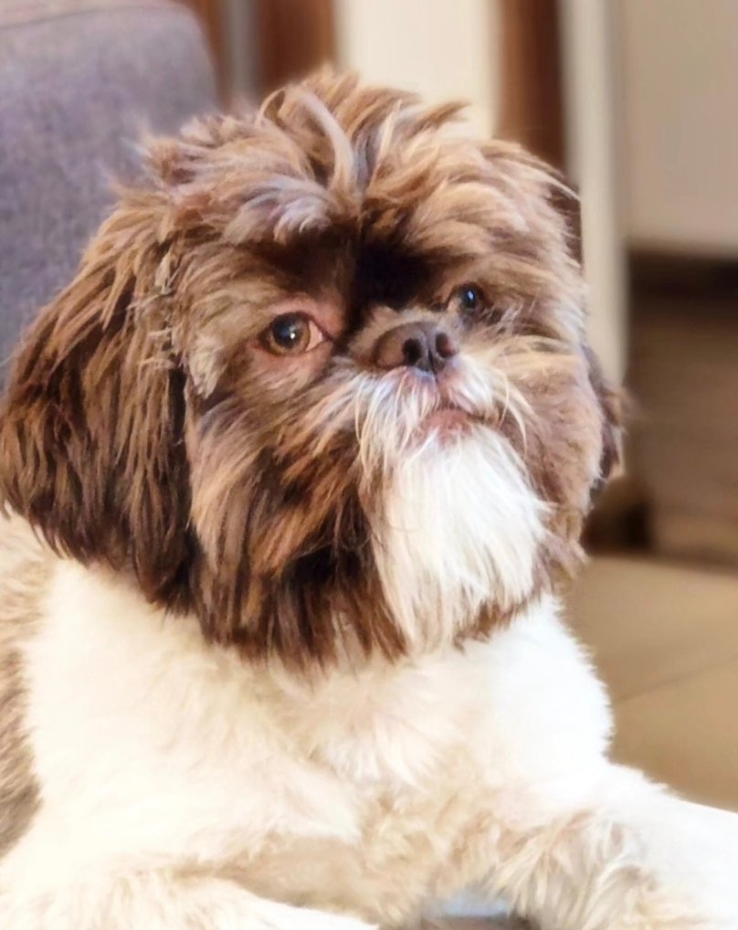 KID_A_OK's tweet image. @ruleiro @eltalcha Saludos al buen Joselo, se le aprecia mucho y es parte de una de las bandas más queridas de nuestras vidas. Firma Mi libro!!! Mi perro se llama Joselo.  #PoderosoTambiénEsCultura #Poderoso