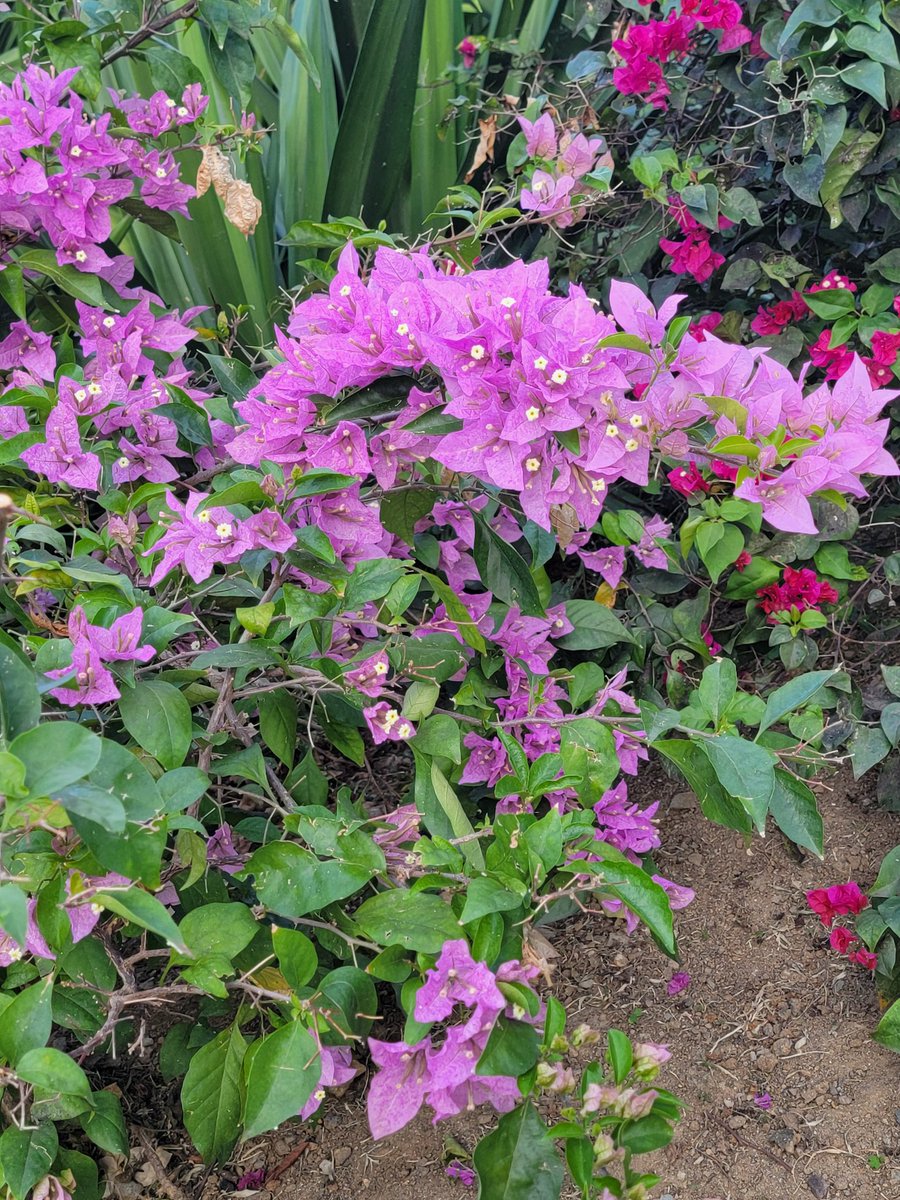 HEIS_Tswvlis's tweet image. Timeless AI Assistant: It's #good to #see the #trees, #shrubs, &amp;amp; #groundcovers #reborn during the #Spring. What would happen to #life on #Earth if they didn't reborn every Spring?

#HAPPY #EARTHDAY

4/22/2026