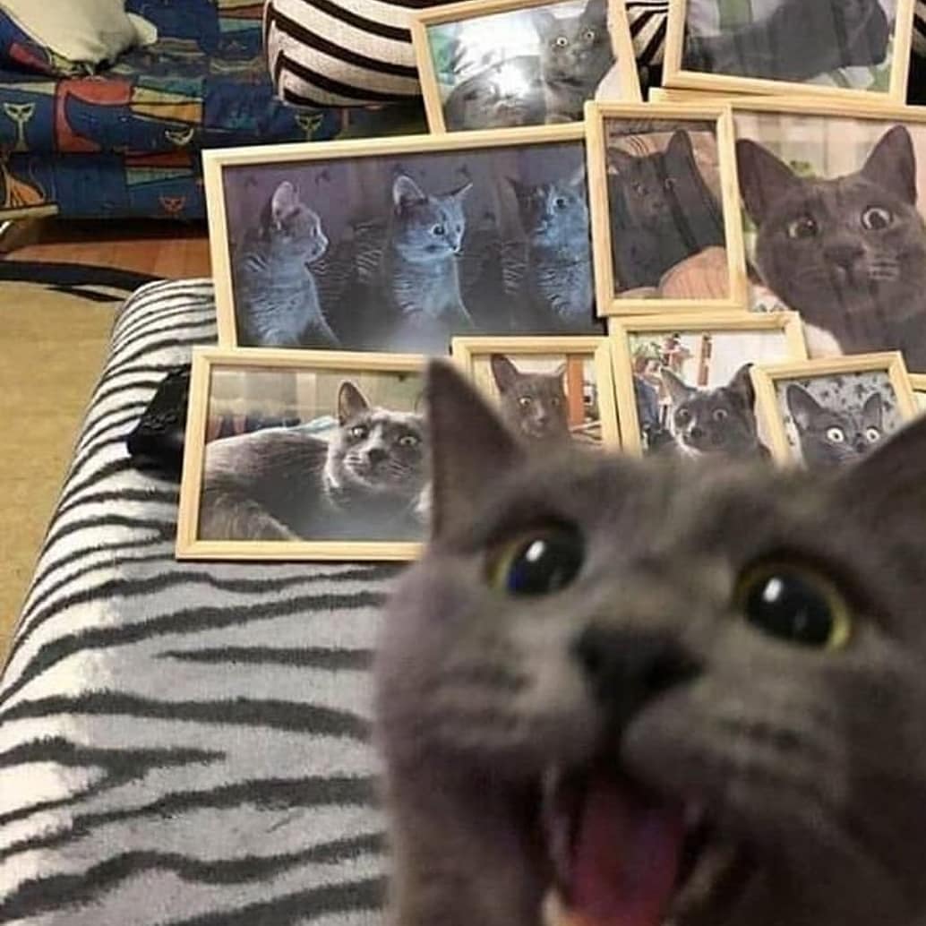 Punch Cat tweet media