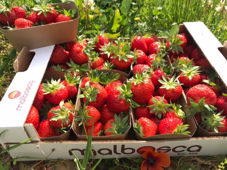 Malbosca's tweet photo. Aprile in una foto: una cassetta di fragole fresche, luce naturale e voglia di cose semplici. Tu le preferisci da sole o in ricetta? #malbosca #fragolefresche #primavera https://t.co/cHofat8skJ