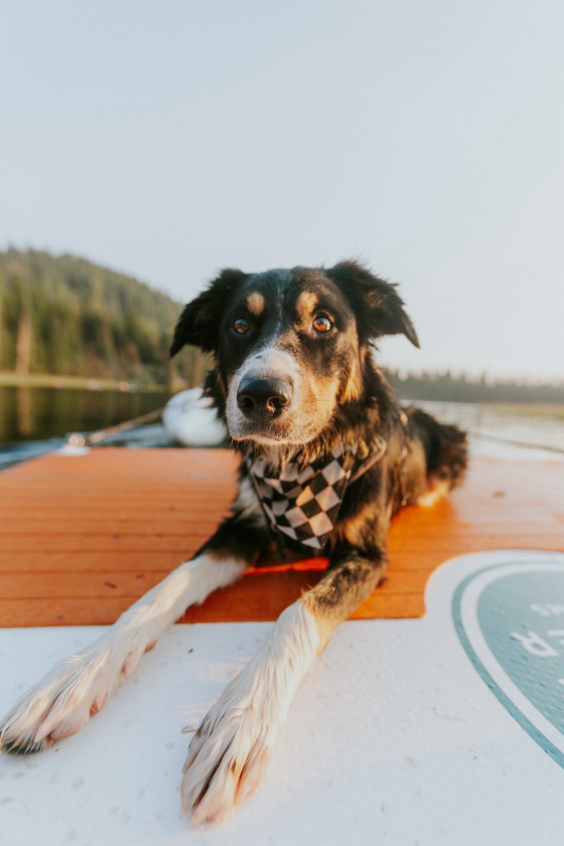 TNInflatables's tweet photo. Easy on. Easy off. 🐾 The Pup-Up Dog Ramp keeps your crew moving safely on and off your dock or boat.
#BoatDogs #TrueNorthInflatables https://t.co/sx9809Asuq