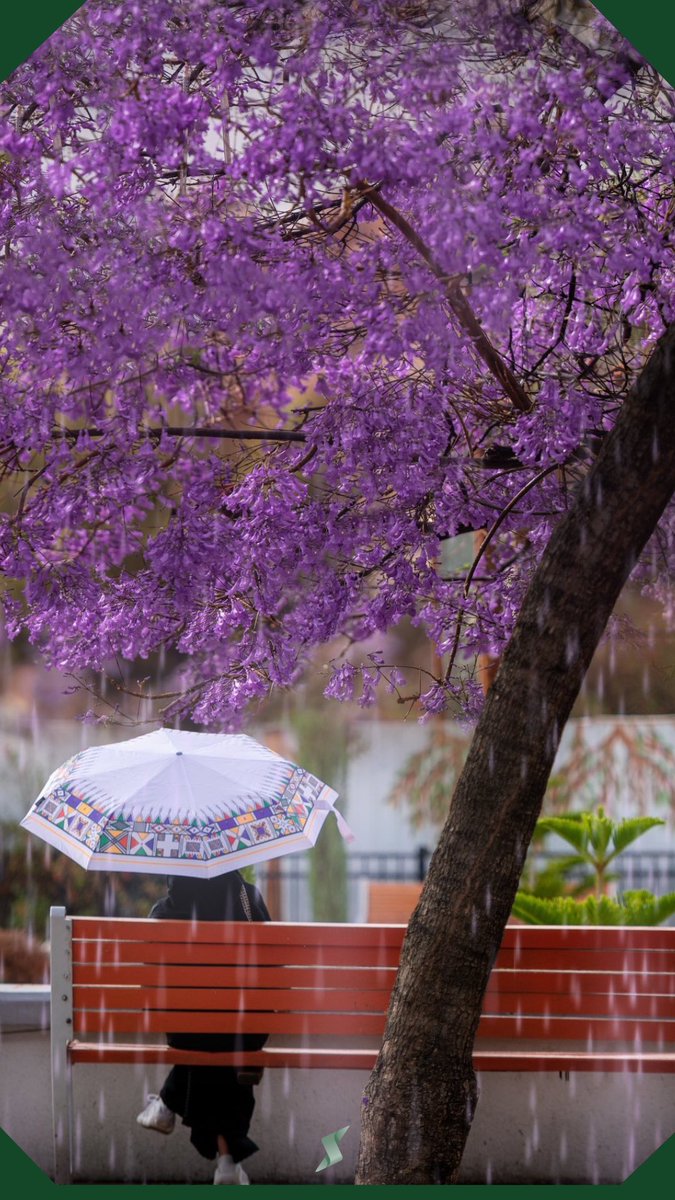 موسم الجاكرندا ،  أبها ، المملكة العربية السعودية 🇸🇦🇸🇦🇸🇦🇸🇦

the #jacaranda season in Abha ☔️🪻

سعد الاحمري 📸

#من_أرضنا
#برق_السعوذية