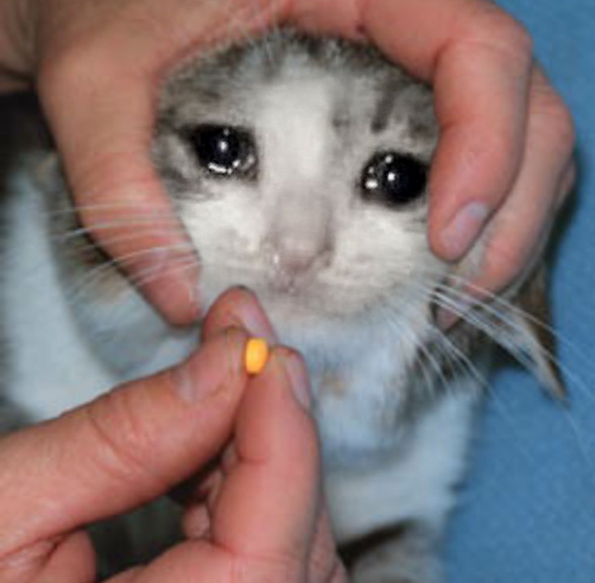 $€#$IBL£ tweet media