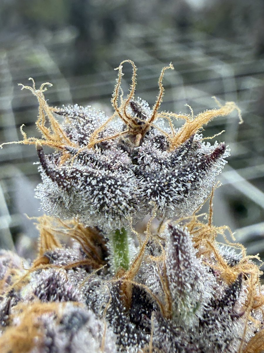 The Plant Stable tweet media