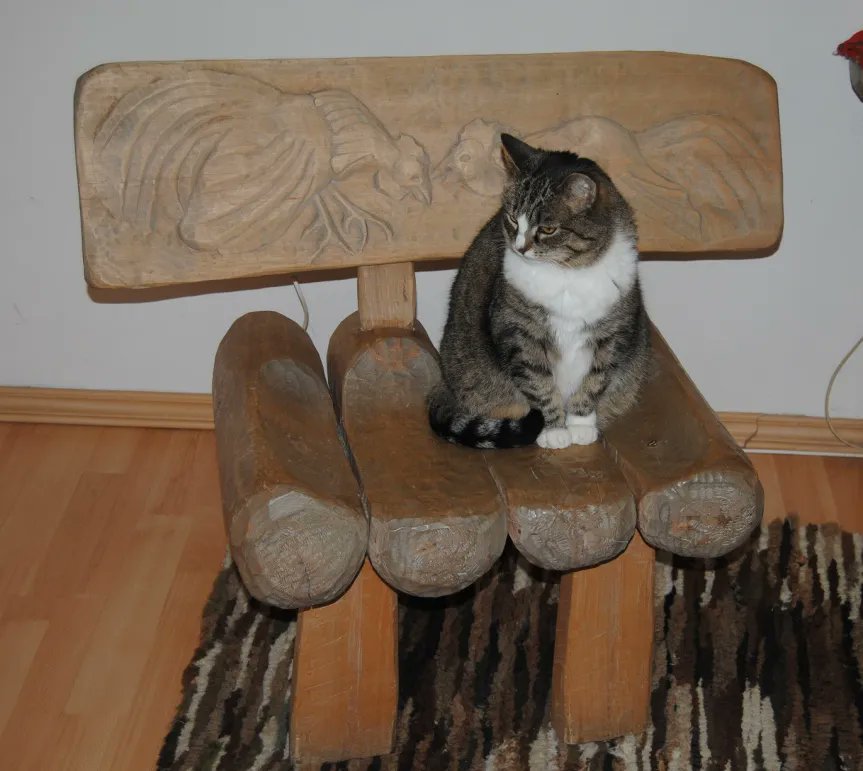 Jerry Coyne tweet media