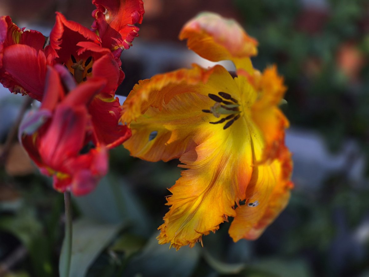 wandklex's tweet photo. Abendsonne und Tulpen. Hach.
#bloomscrolling am #klexenhaus. https://t.co/hGEVRFvAiM