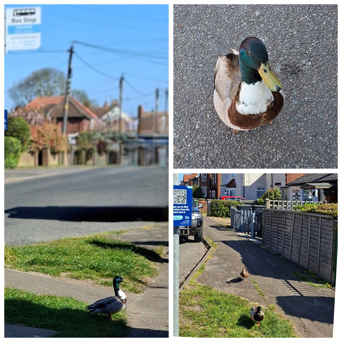 mycathardy's tweet photo. A duck was already at the bus stop. He asked me if the 35 would be along soon. Fortunately, his friends just made it on time. #ducks #busstops #villages https://t.co/zsrtditI4G