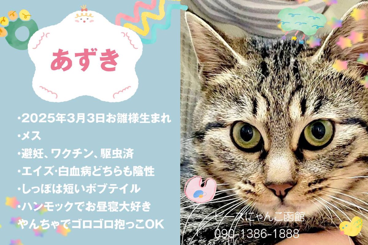 ピースにゃんこ函館＠うめこBB tweet media