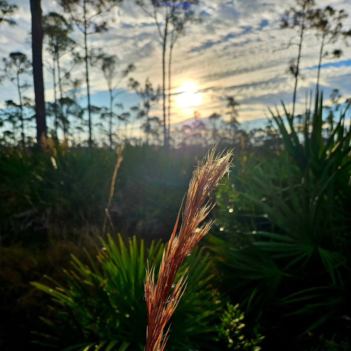 Florida State Parks tweet media