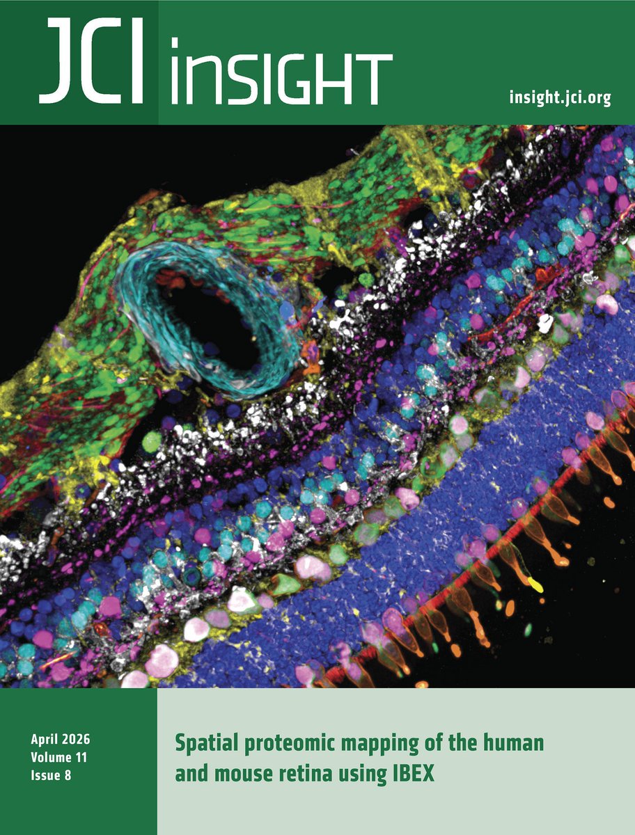 JCI_insight's tweet image. Presenting a resource for scientists to study the cellular landscape of the eye in health and disease: doi.org/10.1172/jci.in…

This issue’s Cover features work by Colin J Chu &amp;amp; team @ucl detailing a new spatial proteomic atlas of the mouse and human #retina.

The confocal