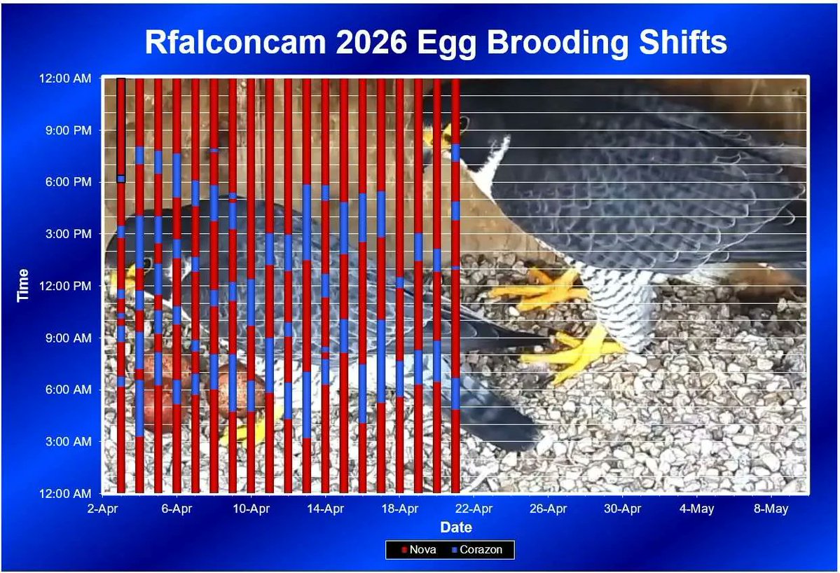 Rfalconcam tweet media