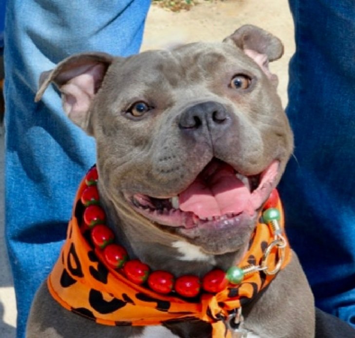 MorgFairsdogs's tweet image. Bella is listed TBK 4/23
Pioneers for Animal Welfare Society  (PAWS-LI) wants to save her but needs a committed #foster 

If you can be Bella's hero, contact them at (631) 306-4616 or fill out app at paws-li.org/html/adopt+fos…

#Pledge4Rescue #foster #adopt