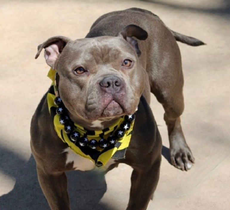 MorgFairsdogs's tweet image. Bella is listed TBK 4/23
Pioneers for Animal Welfare Society  (PAWS-LI) wants to save her but needs a committed #foster 

If you can be Bella's hero, contact them at (631) 306-4616 or fill out app at paws-li.org/html/adopt+fos…

#Pledge4Rescue #foster #adopt