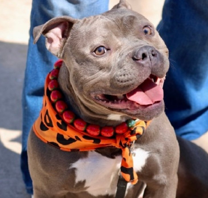 MorgFairsdogs's tweet image. Bella is listed TBK 4/23
Pioneers for Animal Welfare Society  (PAWS-LI) wants to save her but needs a committed #foster 

If you can be Bella's hero, contact them at (631) 306-4616 or fill out app at paws-li.org/html/adopt+fos…

#Pledge4Rescue #foster #adopt