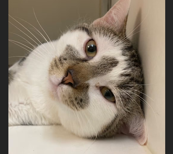 HollywoodDogs's tweet image. At a full shelter in #Philadelphia, #PA, 1 1/2-year-old Prince needs a forever home, a foster home, or rescue adoptapet.com/pet/47766813-p… #URGENT #AdoptableCatofDay 🐱