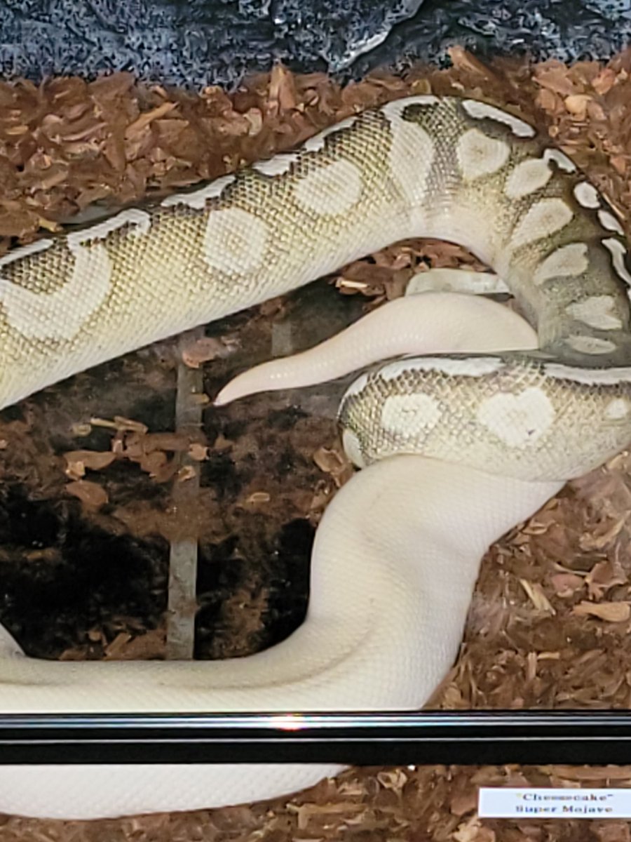MorphBalls's tweet photo. Paired and locked. Male GHI LESSER AXANTHIC (TSK) for like 36 hours, amazing! I had to check The Cheesecake to make sure she was ok 😟. But she's a champ, so she's okay https://t.co/KUBGwusLOo