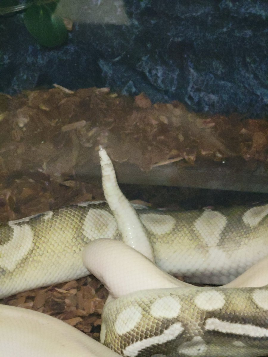 MorphBalls's tweet photo. Paired and locked. Male GHI LESSER AXANTHIC (TSK) for like 36 hours, amazing! I had to check The Cheesecake to make sure she was ok 😟. But she's a champ, so she's okay https://t.co/KUBGwusLOo