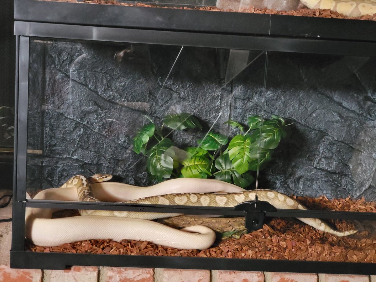 MorphBalls's tweet photo. Paired and locked. Male GHI LESSER AXANTHIC (TSK) for like 36 hours, amazing! I had to check The Cheesecake to make sure she was ok 😟. But she's a champ, so she's okay https://t.co/KUBGwusLOo