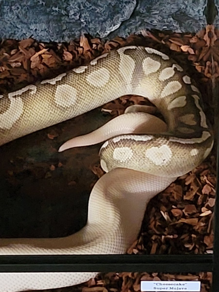 MorphBalls's tweet photo. Paired and locked. Male GHI LESSER AXANTHIC (TSK) for like 36 hours, amazing! I had to check The Cheesecake to make sure she was ok 😟. But she's a champ, so she's okay https://t.co/KUBGwusLOo