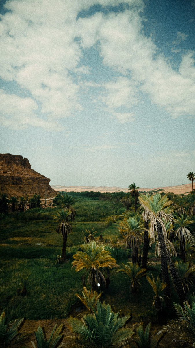 Camélia tweet media