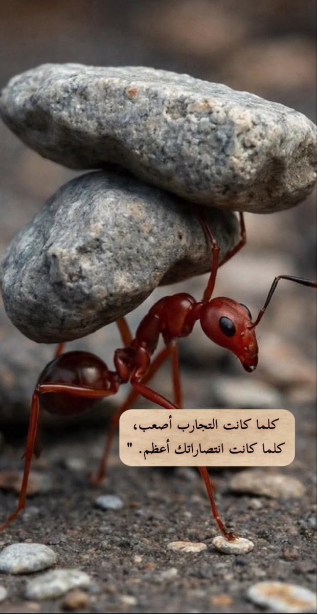 أسود tweet media