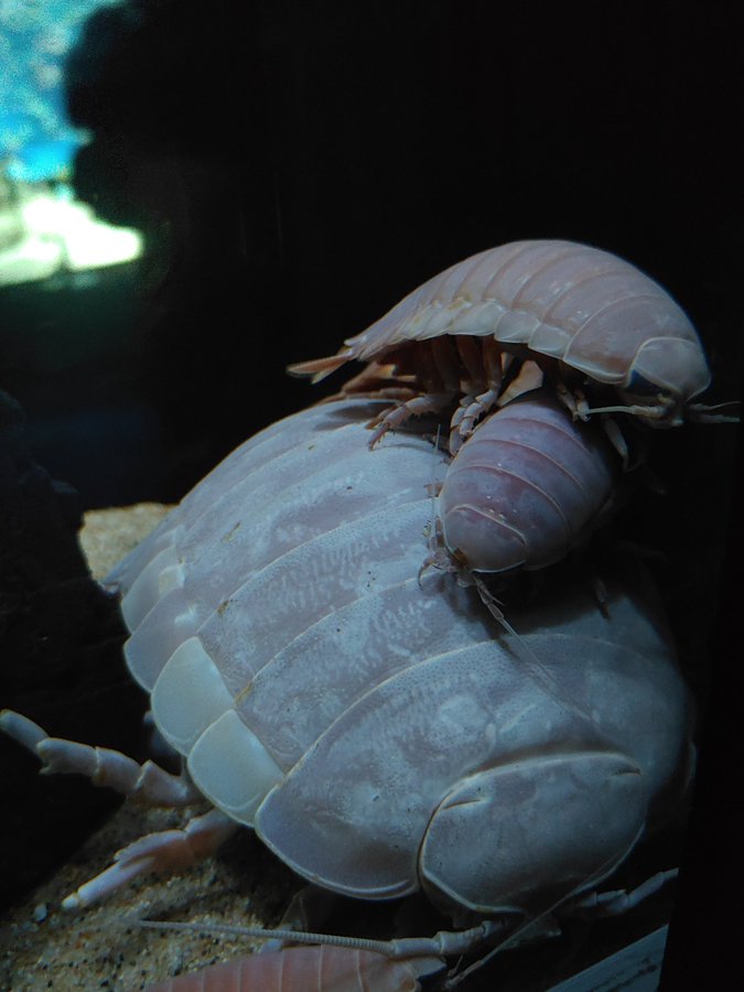 ⚓🐛io tweet media