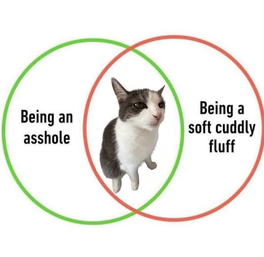 smol silly cat (@catsillyness) on Twitter photo 