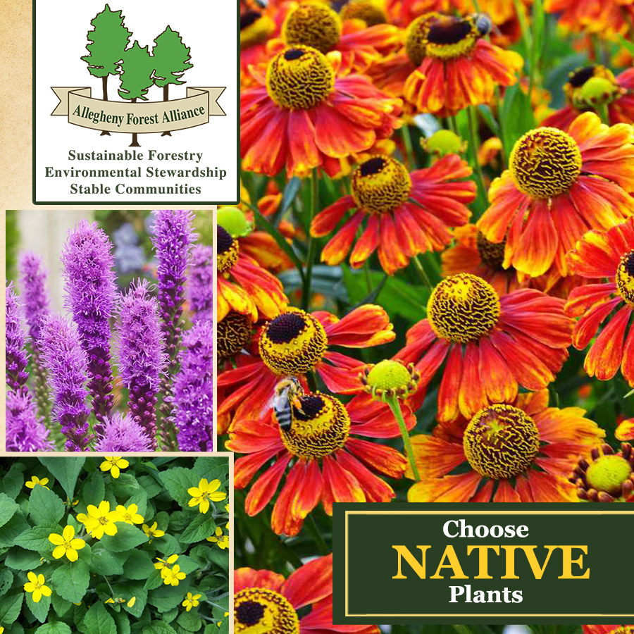 AFAAction tweet media