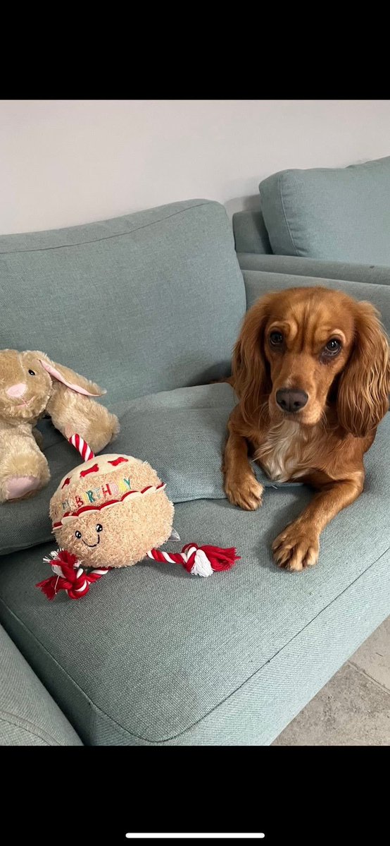 #SpanielHour 
Mabel, missing from #Inskip no sightings. 
“She doesn’t leave our sides, doesn’t chase things and has brilliant recall “

wondering around in #farmyard no one saw her disappear. Totally out of character. Please Share 💔

doglost.co.uk/dog/202815

#Preston #Lancs