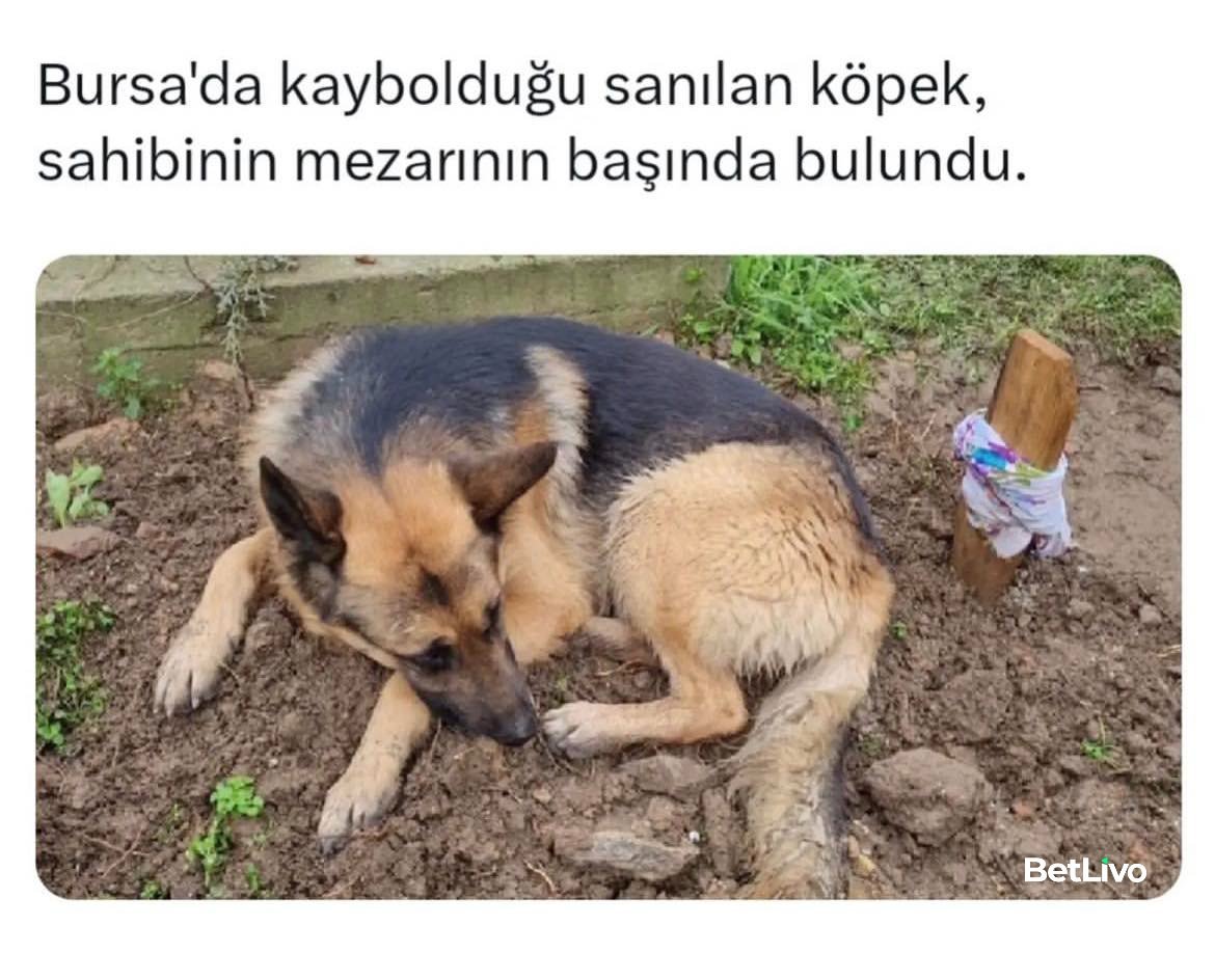 Konular X tweet media