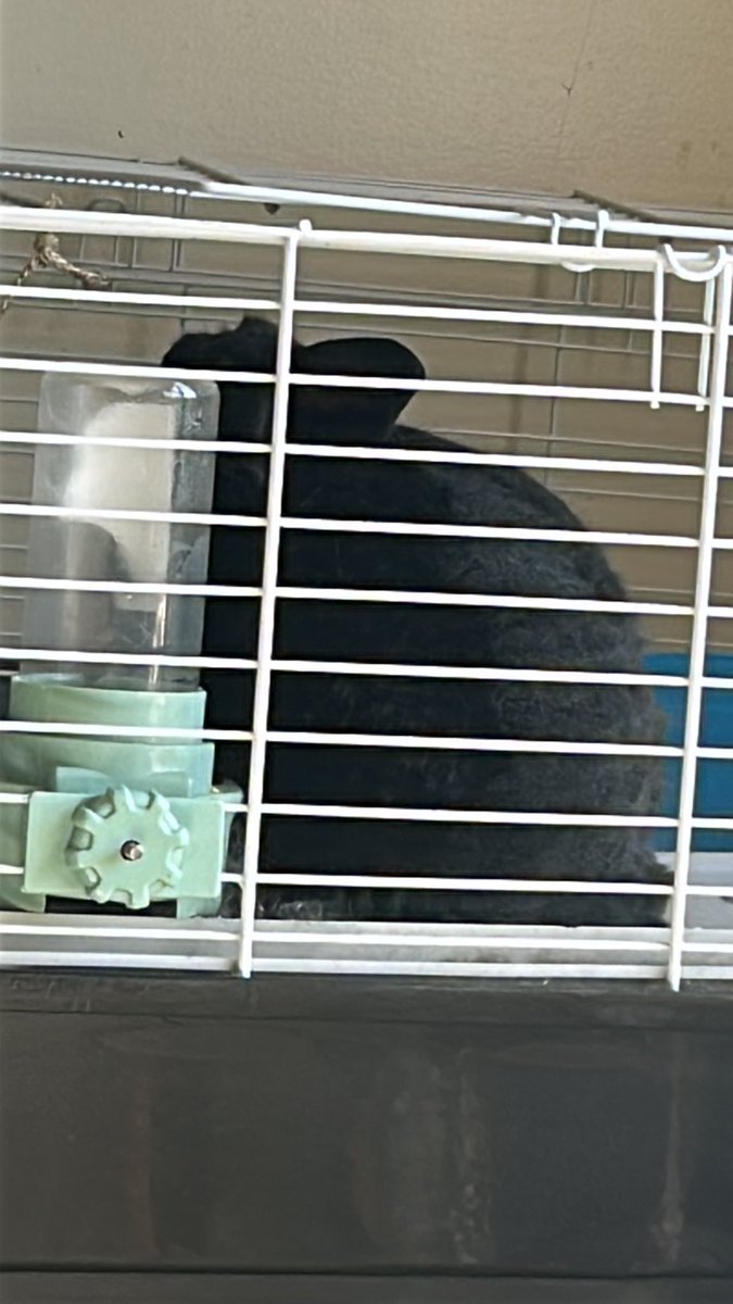 Sakura05NG's tweet photo. Today shadow goes to the vet https://t.co/sZCZwzLoc3