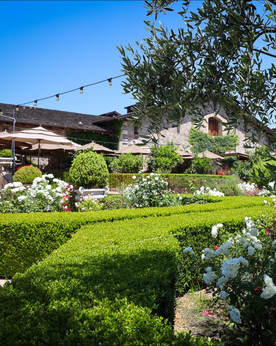 V. Sattui Winery tweet media