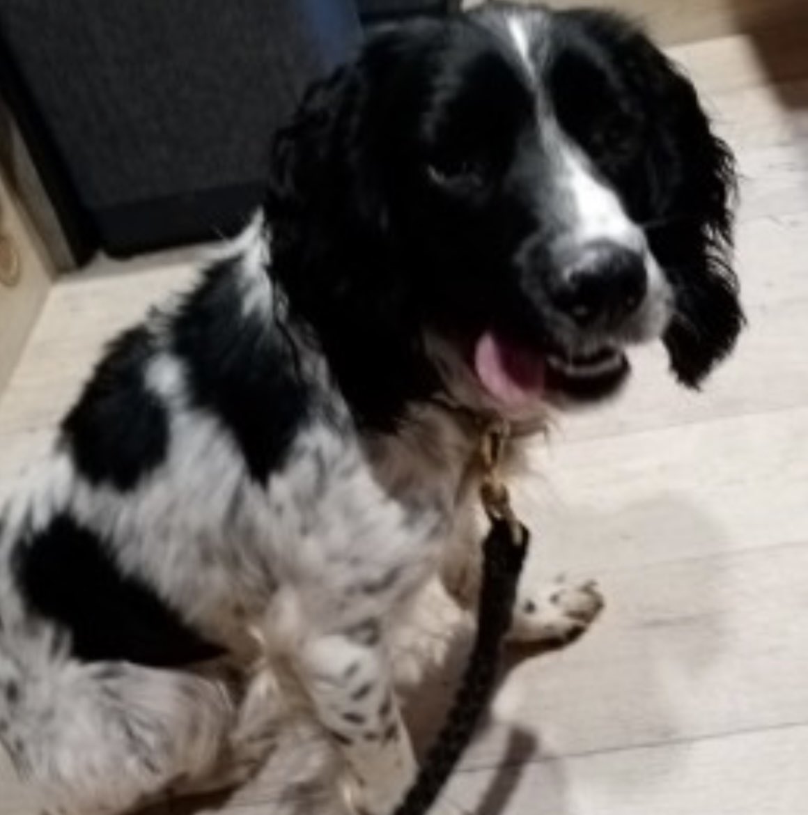 spaniel alert tweet media