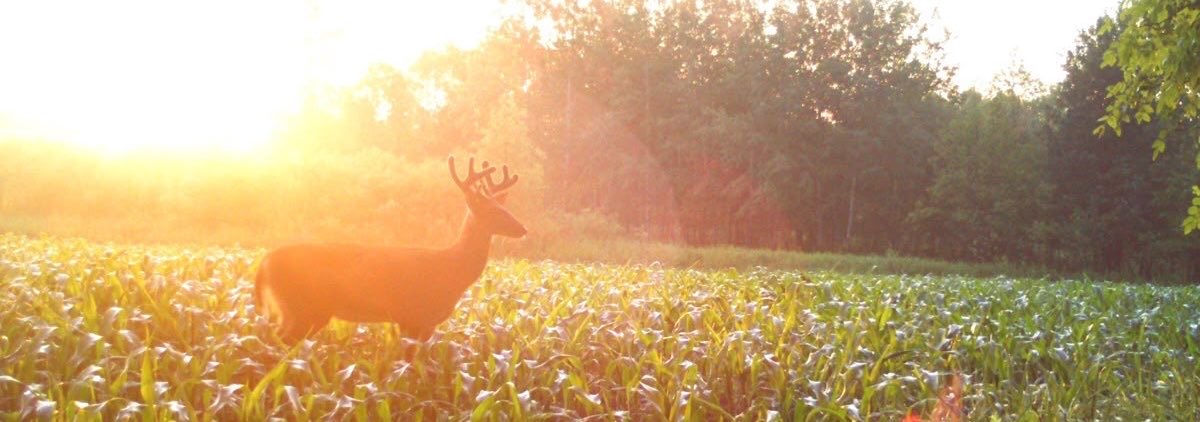 Ulrich of shtwt 𐂯 tweet media