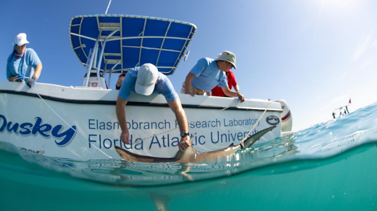 FAU ECOS tweet media