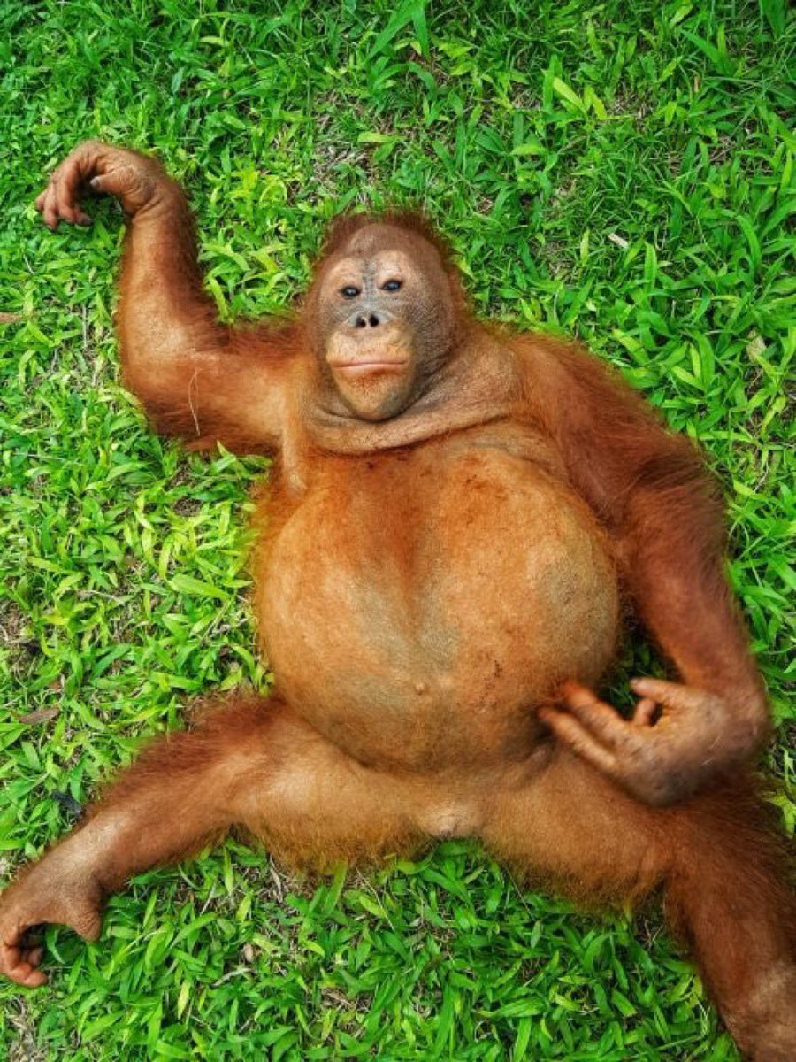Apetimus Primate tweet media