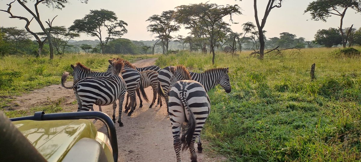 Lambula Wild Adventures Ug tweet media