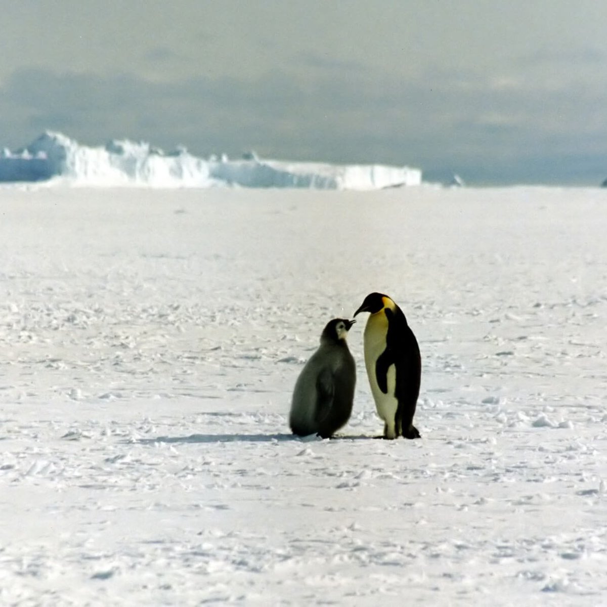 TheNatureFund's tweet image. Emperor Penguins Face Extinction Threat as Antarctic Ice Melts #EmperorPenguins #ClimateChange #Antarctica #EndangeredSpecies #SaveOurPlanet

naturalworldfund.org.uk/emperor-pengui…